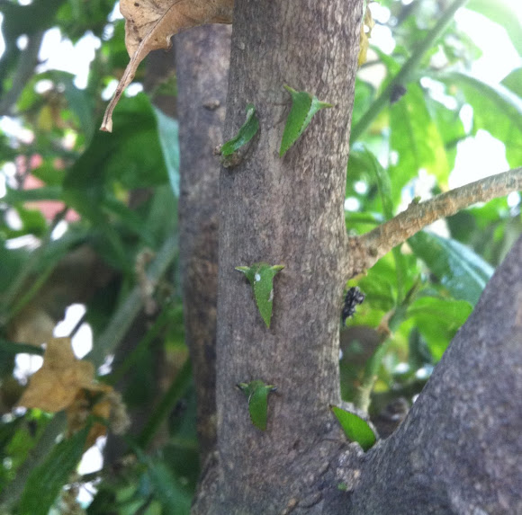 Spotting Image 1