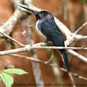 Three-toed Jacamar