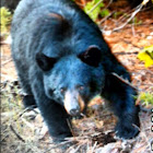 Black Bear