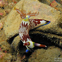 Lined Nembrotha