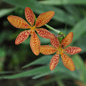 Leopard Flower