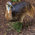 Southern Cassowary