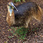 Southern Cassowary