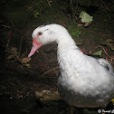 Muscovy Duck