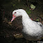 Muscovy Duck