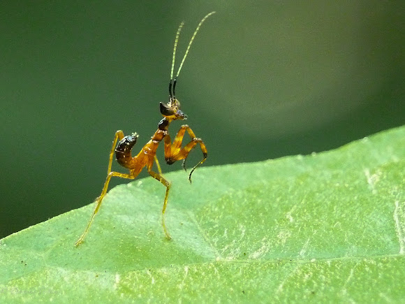 Praying Mantis Nymph Project Noah