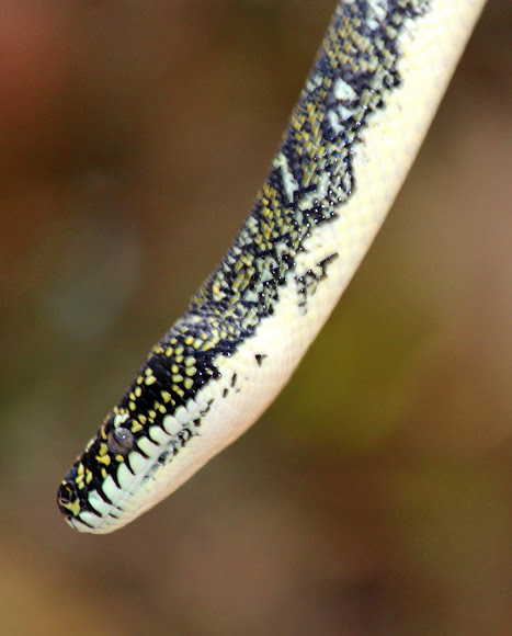 Spotting Image 1