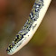 Diamond Python