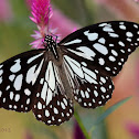 Blue Tiger