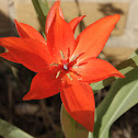 Tulip
