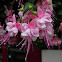 Fucsia