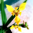 Yellow Walking Iris