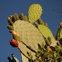 chumbera flor y fruto