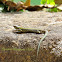 European Wall Lizard