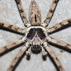 Brown Huntsman Spider