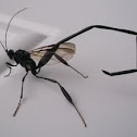 Pelecinid Wasp
