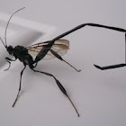 Pelecinid Wasp