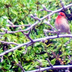 House Finch