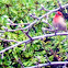 House Finch