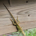 Green Anole