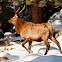 Elk (Wapiti)