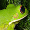 white-lipped tree frog