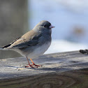 Dark-eyed Junco