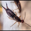 Earwig
