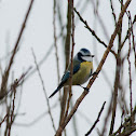 Blue Tit