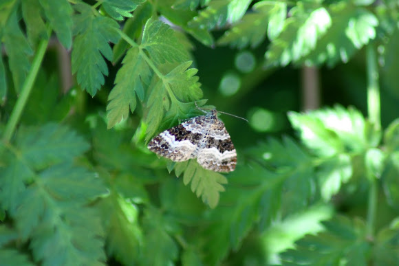 Spotting Image 1