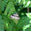 Common carpet moth