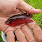 African Jewelfish