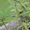 Cyanotis