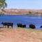 Cows