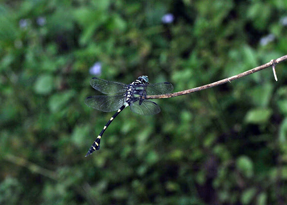 Spotting Image 1