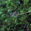 Common Clubtail