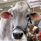 Brahman Cow