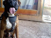Busco Perrita Para Mi Boxer