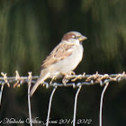 House Sparrow; Gorrión Común
