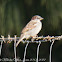 House Sparrow; Gorrión Común