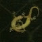 Gecko