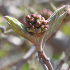 Compact Koreanspice Viburnum