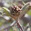 Compact Koreanspice Viburnum