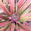 Ananas pineapple