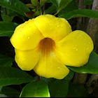 Allamanda