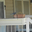 Blue Jay