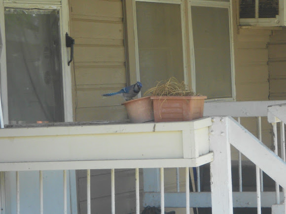 Spotting Image 1