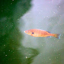 Perch