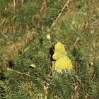 Dog vomit slime mould