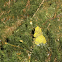 Dog vomit slime mould